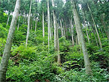 森林
