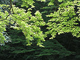 森林