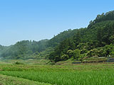 森林