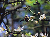 生駒山の自然