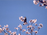 生駒山の自然